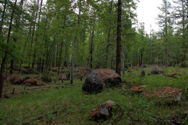 Aşağı dağlardan ormanın yuvarlandı taşları