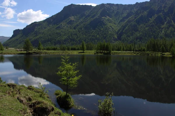 Лесное Озеро Дельте Реки Сенца — стоковое фото