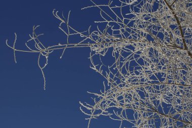 Kış süs dalları ağaçlar / mavi gökyüzü ağaç dalları tuhaf desen arka planı üzerinden kar frost-30 santigrat derece, kaplı