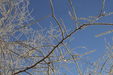 Kış süs dalları ağaçlar / mavi gökyüzü ağaç dalları tuhaf desen arka planı üzerinden kar frost-30 santigrat derece, kaplı