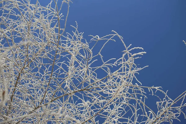 Winter ornament from the branches of trees/ Against the background of the blue sky tree branches bizarre pattern covered with snow frost at -30 degrees Celsius