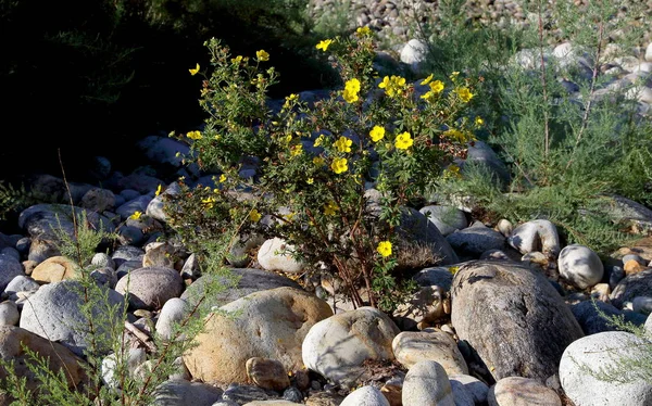 Bush Plants Kuril Tea Stones Yellow Flowers Kuril Tea Contrasting — Stock Photo, Image