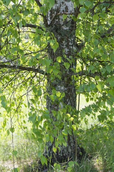 Huş ağacı bir ahşap gövde parçası