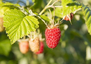 Olgun bir ahududu ile şube