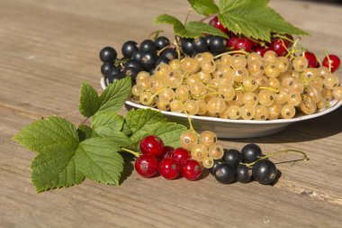 siyah kırmızı ve beyaz curran meyveler