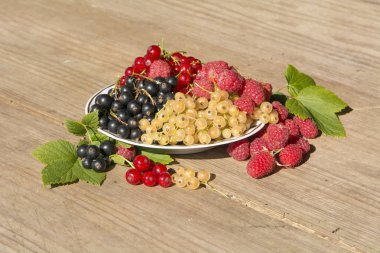 çilek, ahududu, siyah kırmızı ve beyaz frenk üzümü