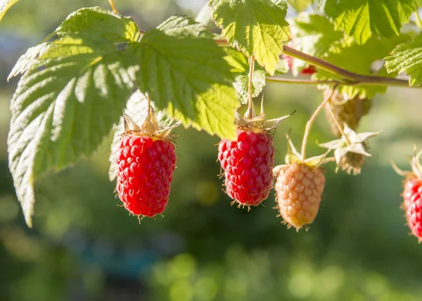 Olgun bir ahududu ile şube