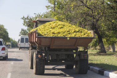 ulaşım bir traktör hasat üzüm