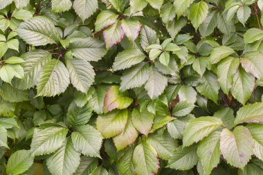 bitkilerin yeşil yaprakların arka plan