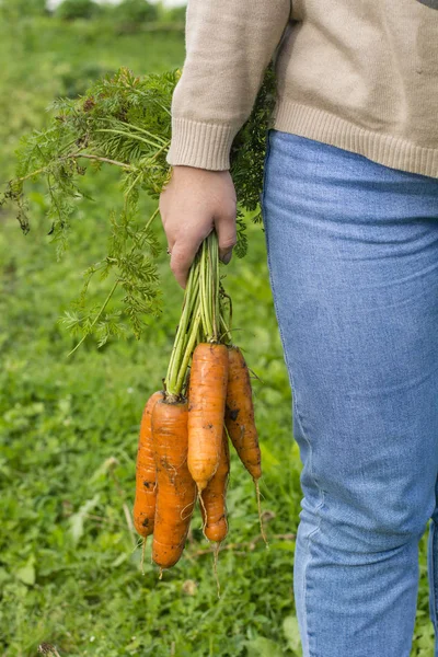 Zanahorias Frescas Mano Mujer Imagen De Stock