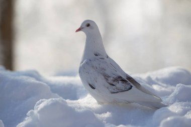White dove on white snow clipart