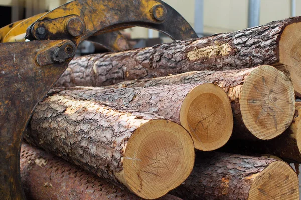 Çok kalın büyük günlükleri