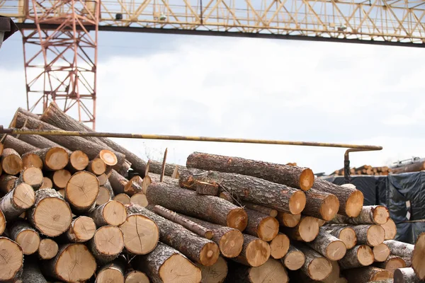 Logs Uma Fábrica Processamento Madeira Indústria Madeireira — Fotografia de Stock
