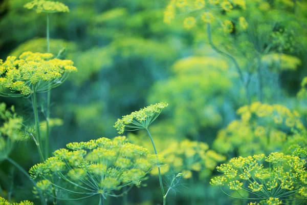 Flowering Dill Yellow Inflorescences — Stock Photo, Image