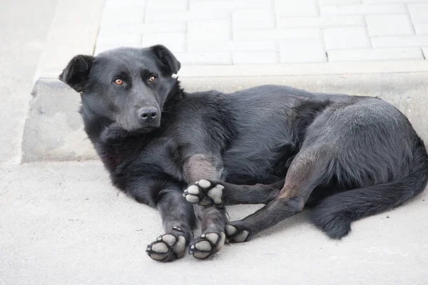 A homeless street dog lies on the street