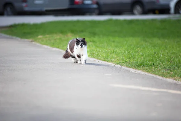 A street cat is running along the road