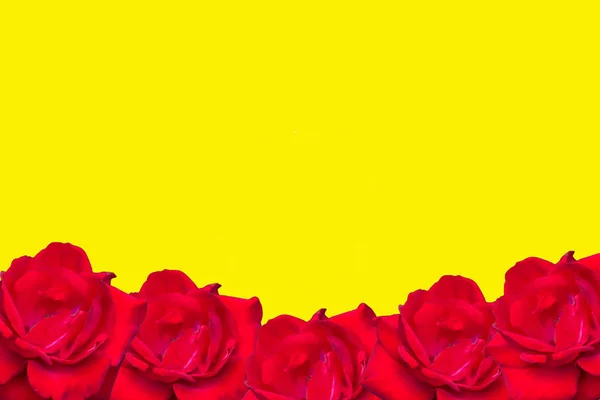 Rosas Rojas Sobre Fondo Amarillo Brillante — Foto de Stock