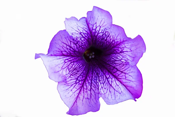 Paarse Petunia Bloem Close Een Witte Achtergrond — Stockfoto