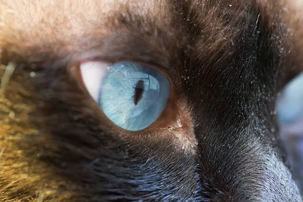 Coty\'s Eye.Close-up of an animal\'s eyes