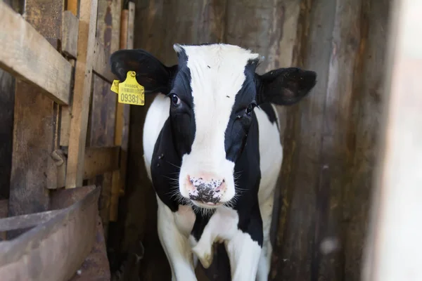 Vache Gros Plan Sur Tête Vache — Photo