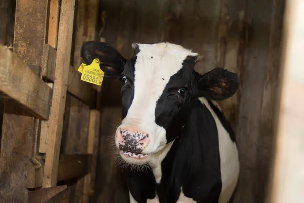 Vache Vache Dans Hangar — Photo