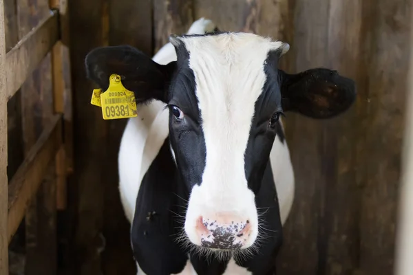 Vache Portrait Une Vache — Photo