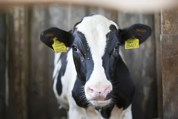 Une Jeune Vache Tient Dans Une Stalle Avec Des Étiquettes — Photo