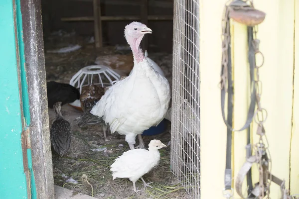 Bird turkey with a small turkey near the enclosure