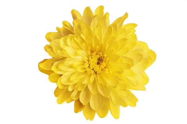 Crisantemo Amarillo Sobre Fondo Blanco Cerca — Foto de Stock