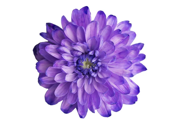 Chrysanthème Violet Sur Fond Blanc — Photo