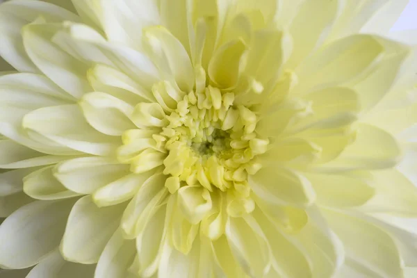 Grote Gele Chrysant Closeup — Stockfoto