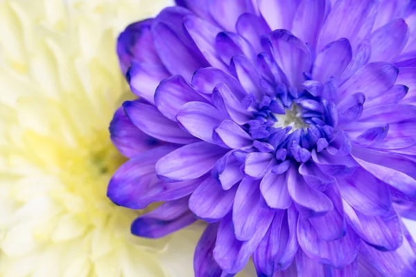 Primer Plano Flor Crisantemo Púrpura Amarillo — Foto de Stock