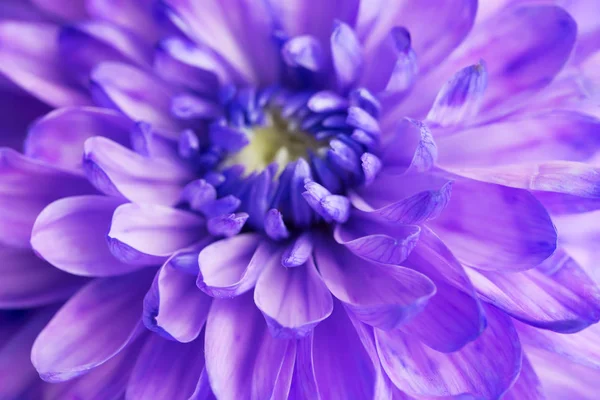 Paarse Chrysant Bloem Closeup — Stockfoto