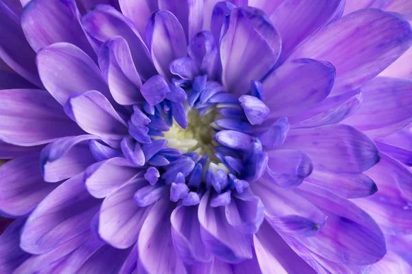 Lila Krysantemum Blomma Närbild — Stockfoto
