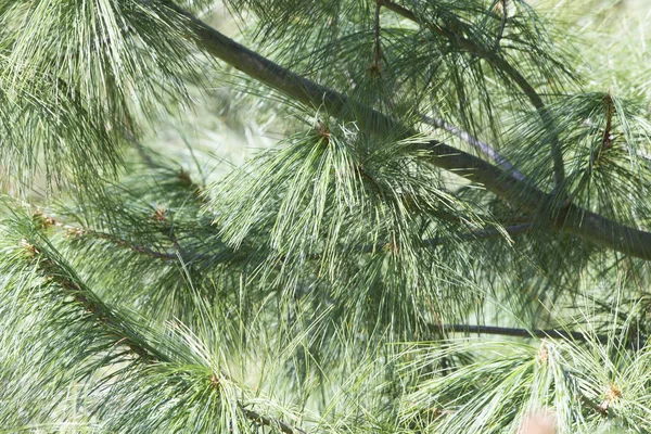 Spruce dalları kapanır