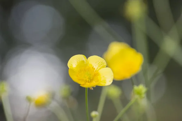 Pequena Flor Amarela Fundo Embaçado — Fotografia de Stock