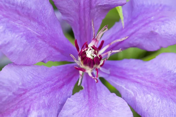 Fragment Une Fleur Brillante Grande — Photo