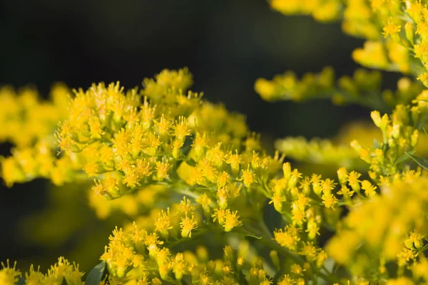 Nadýchané Žlutých Květů Tmavém Pozadí Zblízka — Stock fotografie