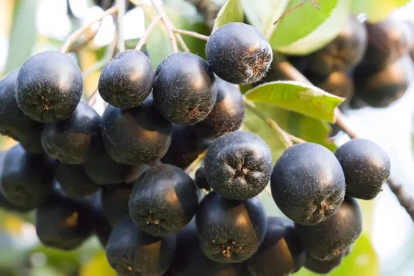 Chokeberry Primer Plano Sobre Fondo Hojas Verdes — Foto de Stock