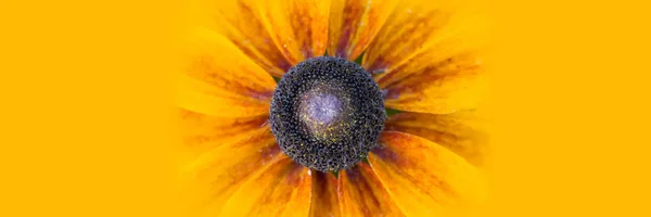 Panoráma Nagy Sárga Virág Sárga Háttéren Echinacea Részletek Sárga Zászló — Stock Fotó