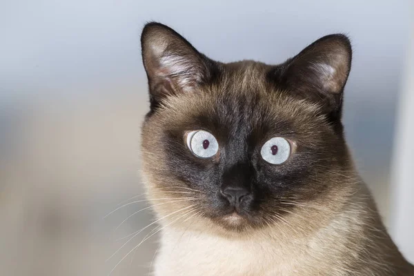 Cat Siamese breed. Fluffy blue-eyed cat face