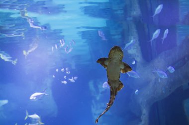 Oceanarium kedi köpekbalığı