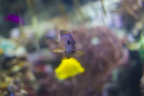 파란색 배경에 수족관 물고기 — 스톡 사진