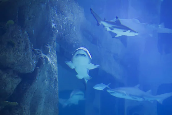 Énorme Requin Tropical Dans Eau Bleue Hark Dans Aquarium — Photo