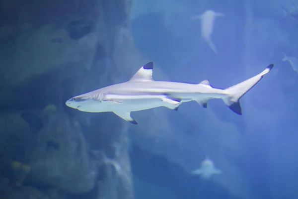 Énorme Requin Tropical Dans Eau Bleue Hark Dans Aquarium — Photo