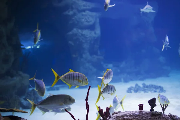 Trópusi Hal Háttérben Korallok Víz Kék Tenger Hal Karang — Stock Fotó