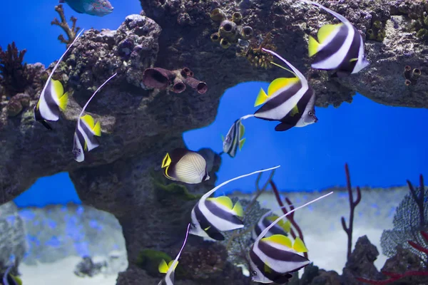 Zanclus 였다고입니다 산호와 산호초의 배경에 이국적인 물고기 줄무늬 수족관의 — 스톡 사진