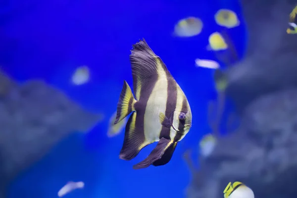 Peces Mariposa Tropical Sobre Fondo Azul — Foto de Stock