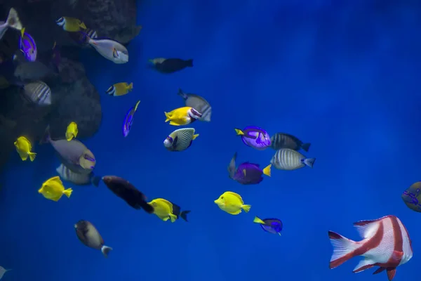 Multi-colored tropical fish on the background of reefs and corals.