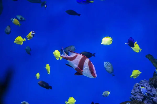 Multi-colored tropical fish on the background of reefs and corals.